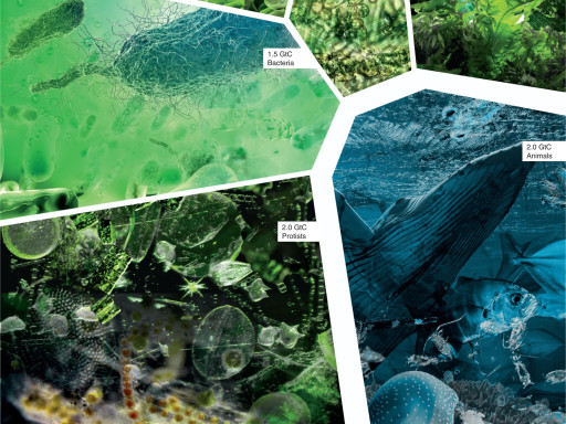 Generic representation of Researchers call for the study and protection of the marine microbiome