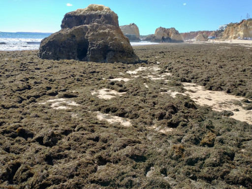 Generic representation of Plataforma “Algas na Praia” volta a monitorizar acumulações de algas na costa portuguesa