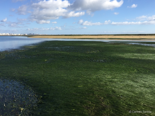Generic representation of United Nations declares 1 March as World Seagrass Day