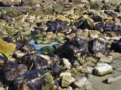 Generic representation of The Iberian Peninsula was a red algae refuge during ice ages