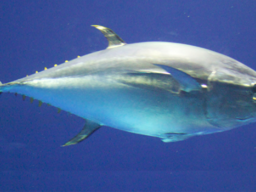 Generic representation of A bluefin tuna of almost 3 meters detected for the first time in Sesimbra