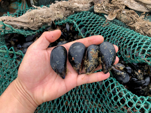 Generic representation of  New project aims to improve food safety of bivalves in Angola