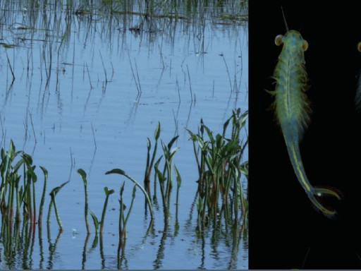 Generic representation of Study reveals distinct genetic patterns between two species of fairy shrimp in temporary ponds