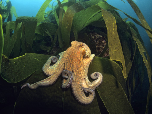MARSW and INFORBIOMARES: two key projects for marine conservation in Portugal Generic representation of MARSW and INFORBIOMARES: two key projects for marine conservation in Portugal
