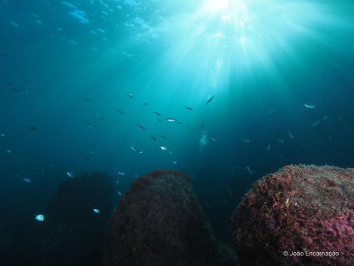 Generic representation of COP26: 95 experts in marine sciences call for ocean-based climate action