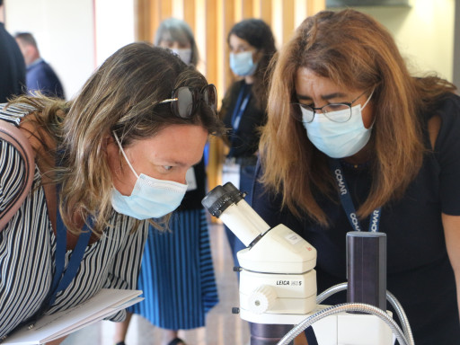 Generic representation of Workshop "Octopus Fishing and Life Cycle" presents ParticiPESCA project