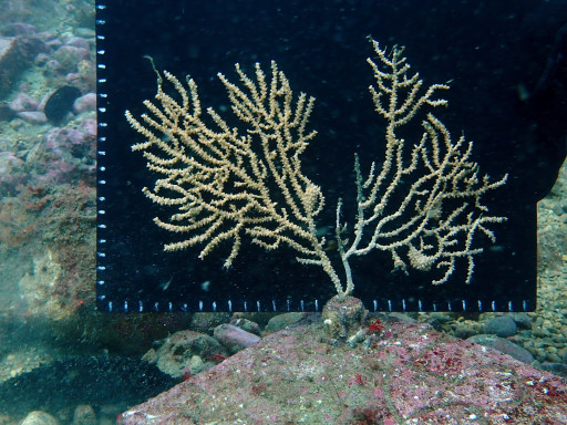 Generic representation of Researchers deploy 90 coral colonies on artificial reefs in a campaign in Sagres