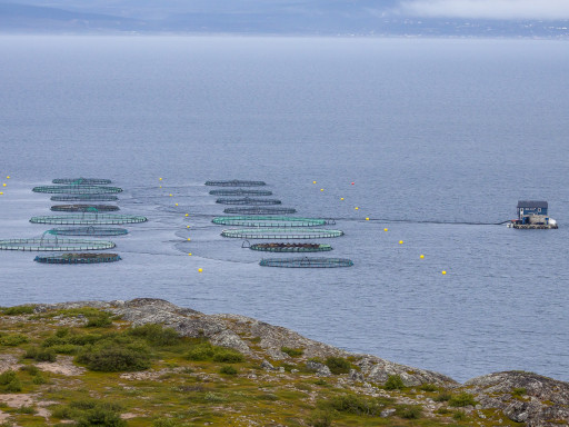Generic representation of Novo guia identifica estratégias para melhorar a vida dos peixes de aquacultura