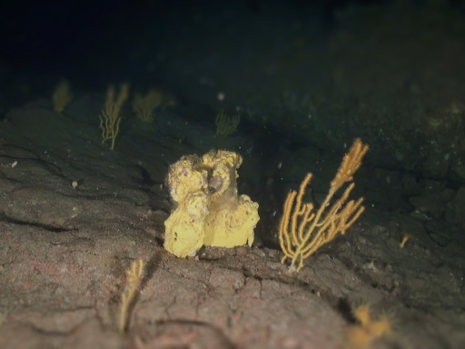 Generic representation of Thirteen potential priority marine habitats discovered in the São Vicente Canyon, off Sagres