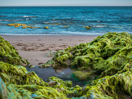 Generic representation of New platform will monitor the accumulation of seaweeds on beaches