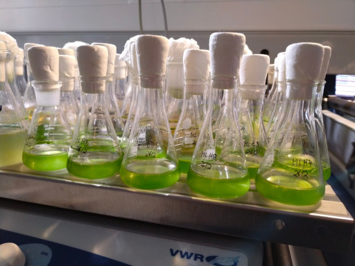 Generic representation of New research with algae brings hope for inflammatory bowel diseases