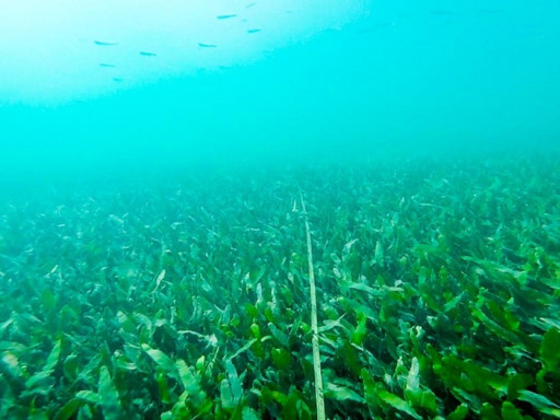 Generic representation of Expansion of invasive green algae may affect biodiversity in the Ria Formosa