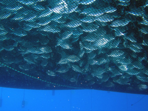 Generic representation of European Parliament discusses transport of live farmed fish based on CCMAR study