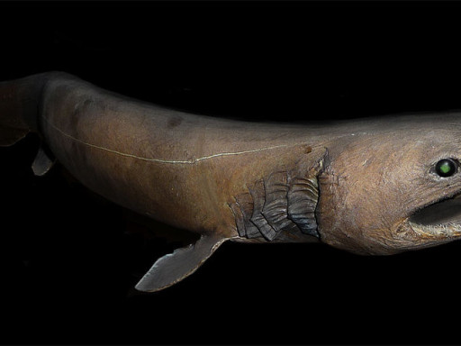 Tubarão-cobra