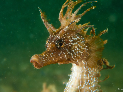 Generic representation of Almancil International Rotary Club is seeking donations for seahorses conservation project