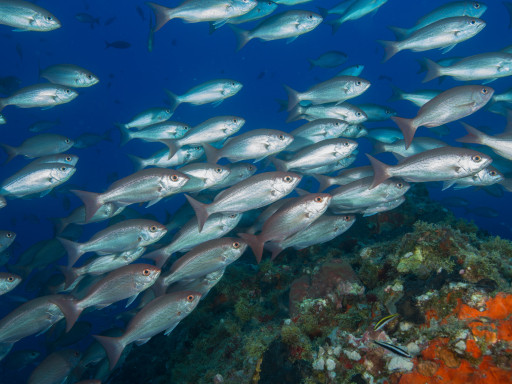 Generic representation of The impact of climate change in Portuguese fisheries