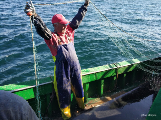 Generic representation of Commercial fishing may reduce genetic differentiation in marine fish species