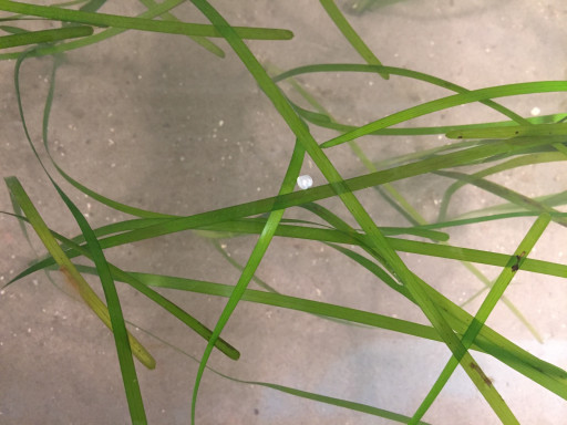 Generic representation of Marine and coastal vegetated habitats may act as microplastic barriers