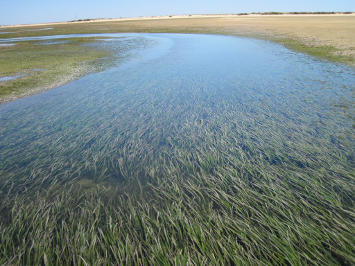 Generic representation of PLANT ME a new project to restore seagrass meadows