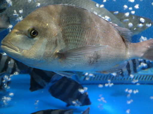Generic representation of What are the effects of ocean acidification on olfactory sensitivity in fish?