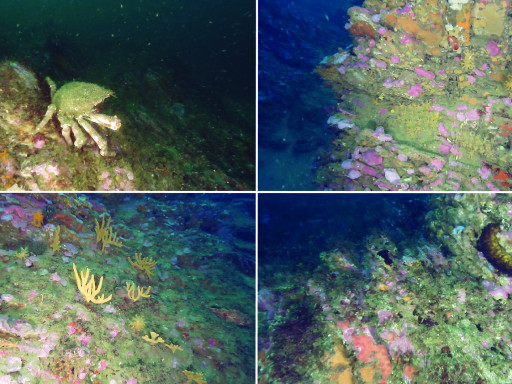 Generic representation of Researchers return the fieldwork in the Parque Natural Alentejano e Costa Vicentina