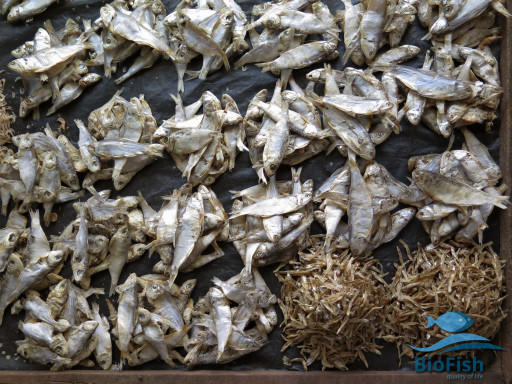 Generic representation of Study is part of a project that aims to improve the quality of life of fishing communities in Quelimane, Mozambique