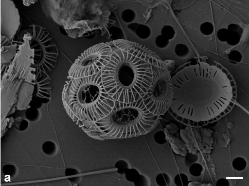 Generic representation of The impact of ocean acidification on marine and coastal ecosystems 