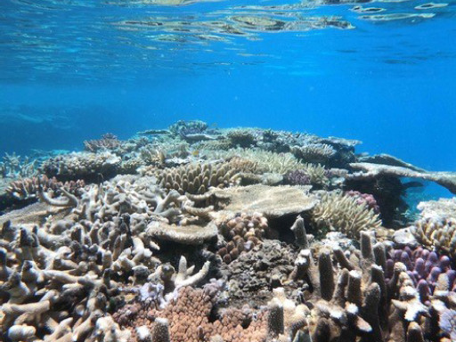 Generic representation of Microbial communities of the Great Barrier Reef can inform about potential threats to this ecosystem