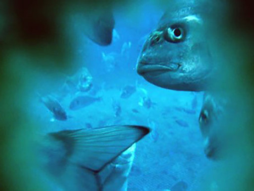 Generic representation of Study  points how to improve the well-being of seabream aquaculture