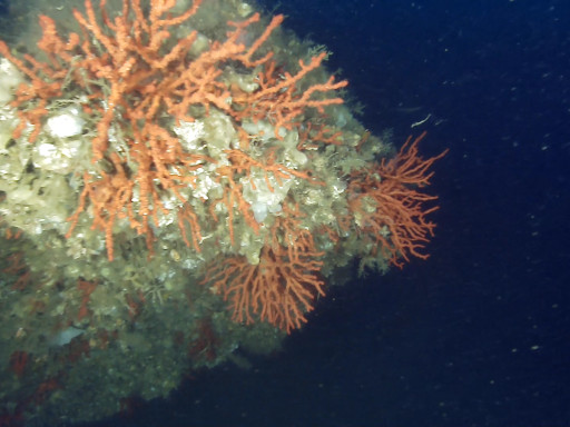 Generic representation of New protective measures announced for red coral