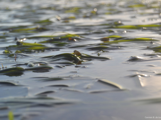 Generic representation of New UN report highlights the necessity to protect seagrasses meadows