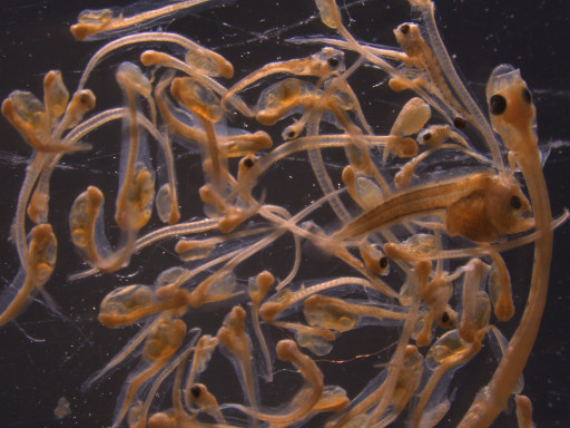 Generic representation of Does variability in fish larvae behaviour affect the selection of their nursery habitat?