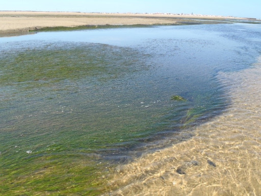 Aspeto das pradarias de Zostera marina em Portugal durante a maré baixa no verão (Créditos: Ana Alexandre – CCMAR)