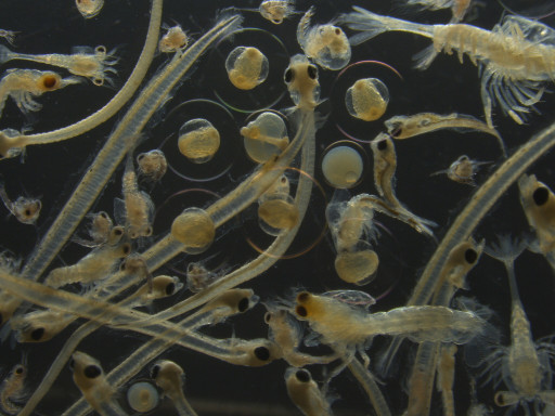 Generic representation of Understanding how zooplankton responds to sudden environmental change 