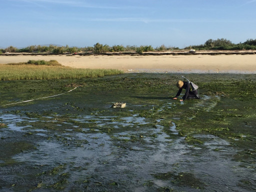 Generic representation of Plastic accumulation in seagrass meadows and saltmarshes 