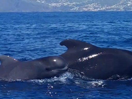 Generic representation of SPOTLIGHT: New study opens doors to better understand the ecology of large and highly mobile marine predators
