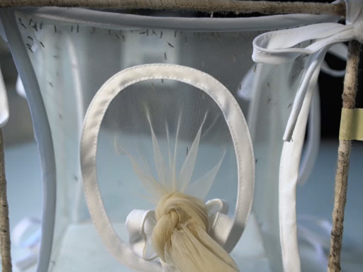 Generic representation of Spotlight: A Blood-Free Diet to Rear Anopheline Mosquitoes