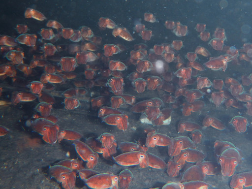 Generic representation of Spotlight: Cuttlefish Zootechnology Control Improved Productivity to Pre-Industrial