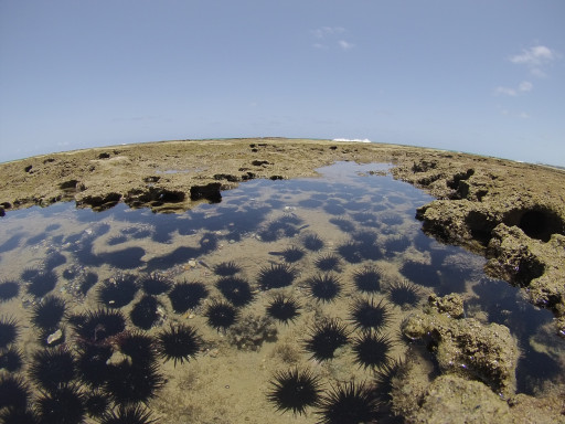 Generic representation of Spotlight: Biodiversity of intertidal food webs in response to warming across latitudes