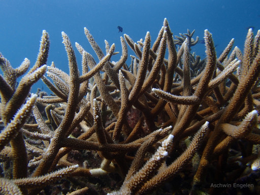 Generic representation of Pedro Frade talks about the effect of sunscreens on corals in a Vogue report