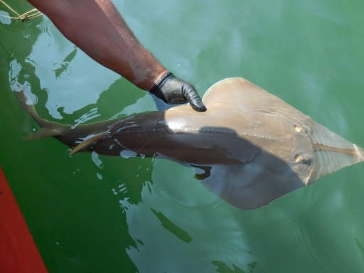 Generic representation of Rare guitarfish captured in Ria Formosa 