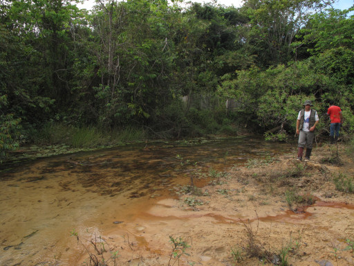 Amazon streams