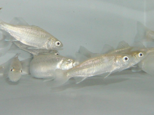 O sentido do cheiro do robalo é afetado pelo aumento das concentrações de dióxido de carbono na atmosfera e nos oceanos (Créditos: Cosima Porteus)