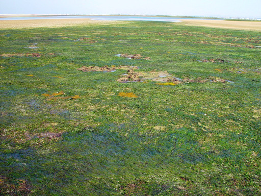 Generic representation of Ervas marinhas captam mais nutrientes do que algas na Ria Formosa