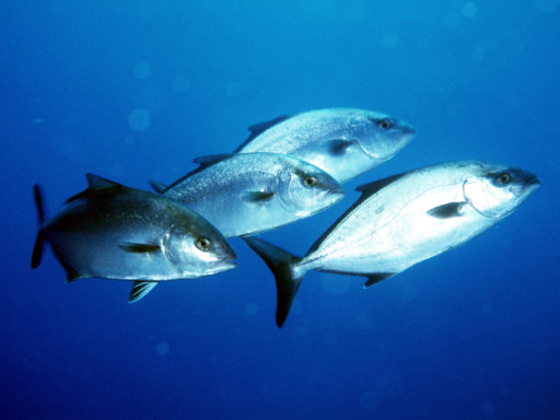 Generic representation of Descobertos estados emocionais em peixes