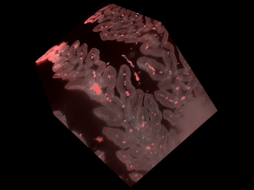 3D Atlas