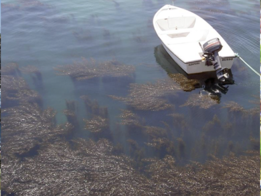 Sargassum muticum Albufeira Harbor