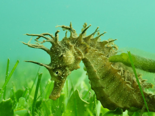 Seahorse Hippocampus guttulatus