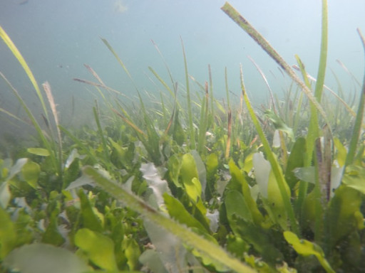 Cymodocea and Caulerpa in Ria Formosa