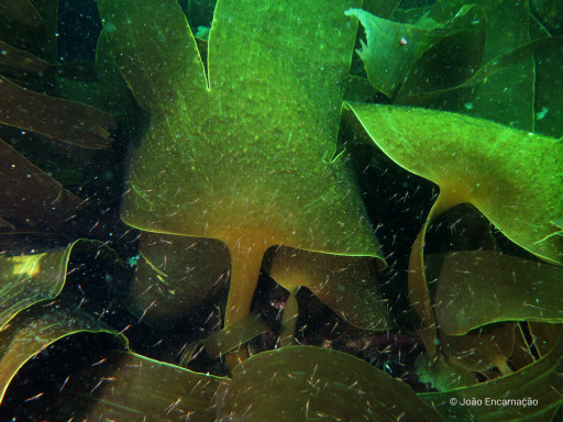 marine forest